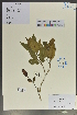  (Echinacanthus - Ge02121)  @11 [ ] CreativeCommons  Attribution Non-Commercial Share-Alike  Unspecified Herbarium of South China Botanical Garden
