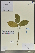  (Euonymus subsessilis - Ge02123)  @11 [ ] CreativeCommons  Attribution Non-Commercial Share-Alike  Unspecified Herbarium of South China Botanical Garden