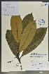  (Ilex pentagona - Ge02125)  @11 [ ] CreativeCommons  Attribution Non-Commercial Share-Alike  Unspecified Herbarium of South China Botanical Garden