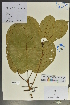  (Sterculia euosma - Ge02132)  @11 [ ] CreativeCommons  Attribution Non-Commercial Share-Alike  Unspecified Herbarium of South China Botanical Garden