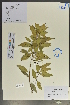  (Myrtaceae - Ge02134)  @11 [ ] CreativeCommons  Attribution Non-Commercial Share-Alike  Unspecified Herbarium of South China Botanical Garden
