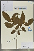  (Wrightia sikkimensis - Ge02138)  @11 [ ] CreativeCommons  Attribution Non-Commercial Share-Alike  Unspecified Herbarium of South China Botanical Garden
