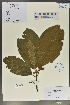  (Saurauia thyrsiflora - Ge02142)  @11 [ ] CreativeCommons  Attribution Non-Commercial Share-Alike  Unspecified Herbarium of South China Botanical Garden