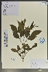  (Tetradium trichotomum - Ge02151)  @11 [ ] CreativeCommons  Attribution Non-Commercial Share-Alike  Unspecified Herbarium of South China Botanical Garden