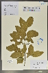  (Ostrya multinervis - Ge02154)  @11 [ ] CreativeCommons  Attribution Non-Commercial Share-Alike  Unspecified Herbarium of South China Botanical Garden