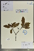  (Loranthus - Ge02156)  @11 [ ] CreativeCommons  Attribution Non-Commercial Share-Alike  Unspecified Herbarium of South China Botanical Garden