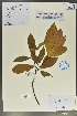  (Machilus chienkweiensis - Ge02162)  @11 [ ] CreativeCommons  Attribution Non-Commercial Share-Alike  Unspecified Herbarium of South China Botanical Garden