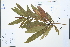  ( - Ge02209)  @11 [ ] CreativeCommons  Attribution Non-Commercial Share-Alike  Unspecified Herbarium of South China Botanical Garden