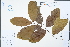  (Laurocerasus zippeliana - Ge02251)  @11 [ ] CreativeCommons  Attribution Non-Commercial Share-Alike  Unspecified Herbarium of South China Botanical Garden