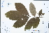  ( - Ge02253)  @11 [ ] CreativeCommons  Attribution Non-Commercial Share-Alike  Unspecified Herbarium of South China Botanical Garden