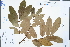  (Ormosia fordiana - Ge02267)  @11 [ ] CreativeCommons  Attribution Non-Commercial Share-Alike  Unspecified Herbarium of South China Botanical Garden