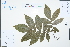  (Cyclocarya paliurus - Ge02317)  @11 [ ] CreativeCommons  Attribution Non-Commercial Share-Alike  Unspecified Herbarium of South China Botanical Garden