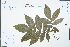  (Cyclocarya - Ge02317)  @11 [ ] CreativeCommons  Attribution Non-Commercial Share-Alike  Unspecified Herbarium of South China Botanical Garden