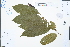  (Parashorea chinensis - Ge02384)  @11 [ ] CreativeCommons  Attribution Non-Commercial Share-Alike  Unspecified Herbarium of South China Botanical Garden