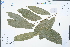  (Vatica guangxiensis - Ge02387)  @11 [ ] CreativeCommons  Attribution Non-Commercial Share-Alike  Unspecified Herbarium of South China Botanical Garden