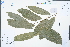  (Vatica - Ge02387)  @11 [ ] CreativeCommons  Attribution Non-Commercial Share-Alike  Unspecified Herbarium of South China Botanical Garden