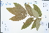  (Akaniaceae - Ge02399)  @11 [ ] CreativeCommons  Attribution Non-Commercial Share-Alike  Unspecified Herbarium of South China Botanical Garden