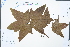  (Acer fenzelianum - Ge02411)  @11 [ ] CreativeCommons  Attribution Non-Commercial Share-Alike  Unspecified Herbarium of South China Botanical Garden