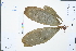  (Magnolia officinalis - Ge02442)  @11 [ ] CreativeCommons  Attribution Non-Commercial Share-Alike  Unspecified Herbarium of South China Botanical Garden