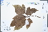  (Semiliquidambar cathayensis - Ge02444)  @11 [ ] CreativeCommons  Attribution Non-Commercial Share-Alike  Unspecified Herbarium of South China Botanical Garden