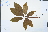  ( - Ge02452)  @11 [ ] CreativeCommons  Attribution Non-Commercial Share-Alike  Unspecified Herbarium of South China Botanical Garden