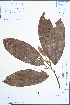  (Michelia odora - Ge02457)  @11 [ ] CreativeCommons  Attribution Non-Commercial Share-Alike  Unspecified Herbarium of South China Botanical Garden