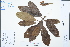  ( - Ge02485)  @11 [ ] CreativeCommons  Attribution Non-Commercial Share-Alike  Unspecified Herbarium of South China Botanical Garden