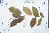  (Aquilaria sinensis - Ge02564)  @11 [ ] CreativeCommons  Attribution Non-Commercial Share-Alike  Unspecified Herbarium of South China Botanical Garden