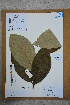  ( - Ge02578)  @11 [ ] CreativeCommons  Attribution Non-Commercial Share-Alike  Unspecified Herbarium of South China Botanical Garden