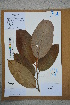  (Michelia foveolata - Ge02580)  @11 [ ] CreativeCommons  Attribution Non-Commercial Share-Alike  Unspecified Herbarium of South China Botanical Garden