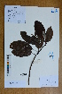  (Michelia cavaleriei var. platypetala - Ge02583)  @11 [ ] CreativeCommons  Attribution Non-Commercial Share-Alike  Unspecified Herbarium of South China Botanical Garden