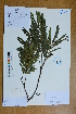  ( - Ge02590)  @11 [ ] CreativeCommons  Attribution Non-Commercial Share-Alike  Unspecified Herbarium of South China Botanical Garden