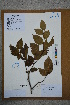  (Carpinus putoensis - Ge02593)  @11 [ ] CreativeCommons  Attribution Non-Commercial Share-Alike  Unspecified Herbarium of South China Botanical Garden