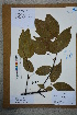  ( - Ge02595)  @11 [ ] CreativeCommons  Attribution Non-Commercial Share-Alike  Unspecified Herbarium of South China Botanical Garden