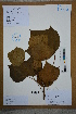  (Mytilaria - Ge02600)  @11 [ ] CreativeCommons  Attribution Non-Commercial Share-Alike  Unspecified Herbarium of South China Botanical Garden