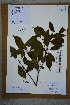  ( - Ge02601)  @11 [ ] CreativeCommons  Attribution Non-Commercial Share-Alike  Unspecified Herbarium of South China Botanical Garden