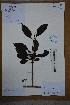  ( - Ge02602)  @11 [ ] CreativeCommons  Attribution Non-Commercial Share-Alike  Unspecified Herbarium of South China Botanical Garden