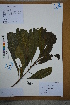  ( - Ge02615)  @11 [ ] CreativeCommons  Attribution Non-Commercial Share-Alike  Unspecified Herbarium of South China Botanical Garden