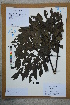  ( - Ge02617)  @11 [ ] CreativeCommons  Attribution Non-Commercial Share-Alike  Unspecified Herbarium of South China Botanical Garden