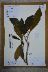  ( - Ge02620)  @11 [ ] CreativeCommons  Attribution Non-Commercial Share-Alike  Unspecified Herbarium of South China Botanical Garden