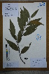  (Castanopsis fargesii - Ge02622)  @11 [ ] CreativeCommons  Attribution Non-Commercial Share-Alike  Unspecified Herbarium of South China Botanical Garden