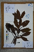  (Photinia prunifolia - Ge02629)  @11 [ ] CreativeCommons  Attribution Non-Commercial Share-Alike  Unspecified Herbarium of South China Botanical Garden