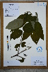  (Tetradium austrosinense - Ge02631)  @11 [ ] CreativeCommons  Attribution Non-Commercial Share-Alike  Unspecified Herbarium of South China Botanical Garden