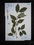  (Symplocos paniculata - Ge02639)  @11 [ ] CreativeCommons  Attribution Non-Commercial Share-Alike  Unspecified Herbarium of South China Botanical Garden