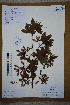  (Acer confertifolium - Ge02667)  @11 [ ] CreativeCommons  Attribution Non-Commercial Share-Alike  Unspecified Herbarium of South China Botanical Garden