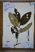  ( - Ge02681)  @11 [ ] CreativeCommons  Attribution Non-Commercial Share-Alike  Unspecified Herbarium of South China Botanical Garden