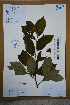  (Alniphyllum fortunei - Ge02687)  @11 [ ] CreativeCommons  Attribution Non-Commercial Share-Alike  Unspecified Herbarium of South China Botanical Garden