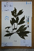  ( - Ge02691)  @11 [ ] CreativeCommons  Attribution Non-Commercial Share-Alike  Unspecified Herbarium of South China Botanical Garden