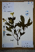  (Hydrangea strigosa - Ge02694)  @11 [ ] CreativeCommons  Attribution Non-Commercial Share-Alike  Unspecified Herbarium of South China Botanical Garden