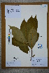  ( - Ge02718)  @11 [ ] CreativeCommons  Attribution Non-Commercial Share-Alike  Unspecified Herbarium of South China Botanical Garden